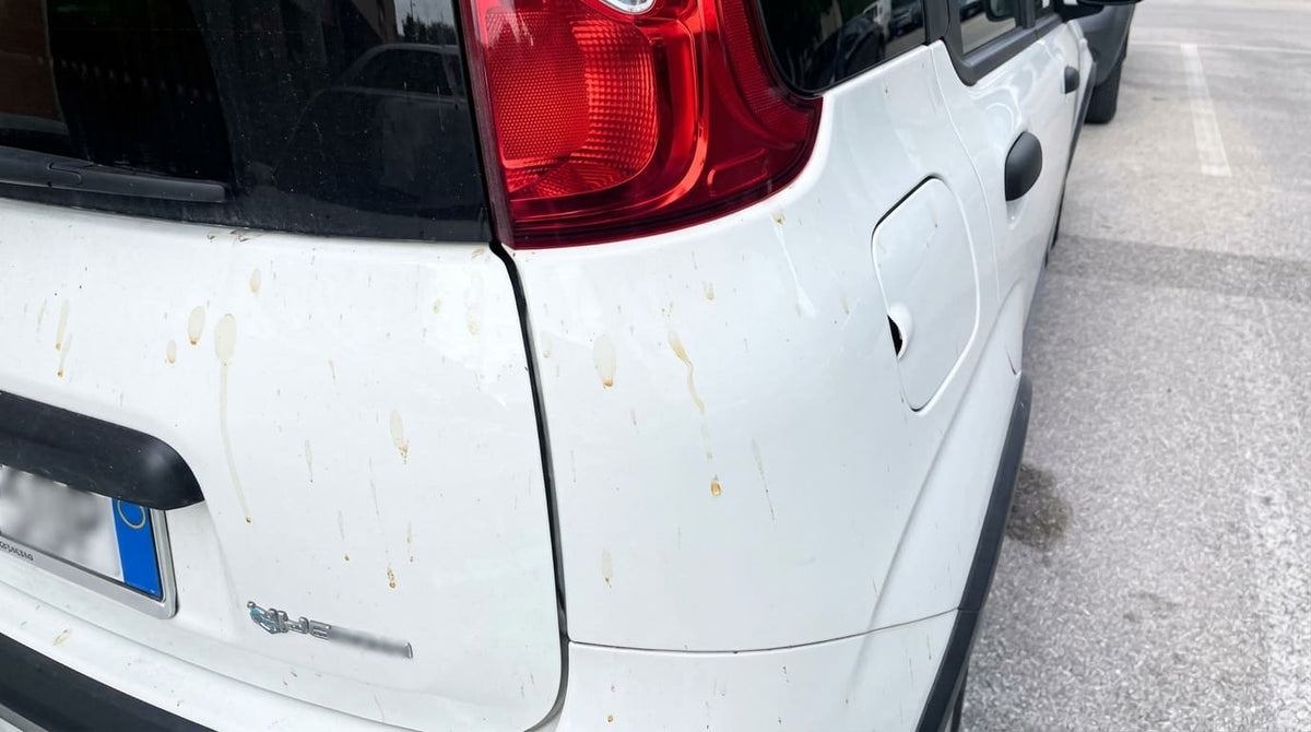 Come rimuovere resina, catrame e insetti dalla carrozzeria senza graffiare la vernice
